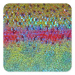Rainbow Trout - Stickers