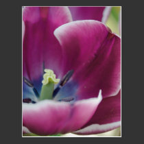 Rainbow Tulip postcards