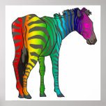 rainbow zebra posters