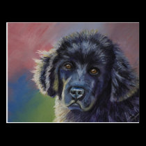 Rainbows and Sunshine - Newfoundland Dog Art postcards