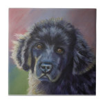 Rainbows and Sunshine - Newfoundland Dog Art Tile