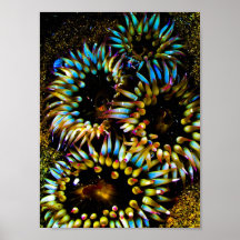 Rainbows of the Sea Posters