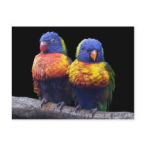 Rainbows Postcard