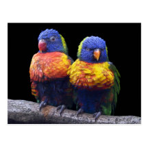 Rainbows Postcard