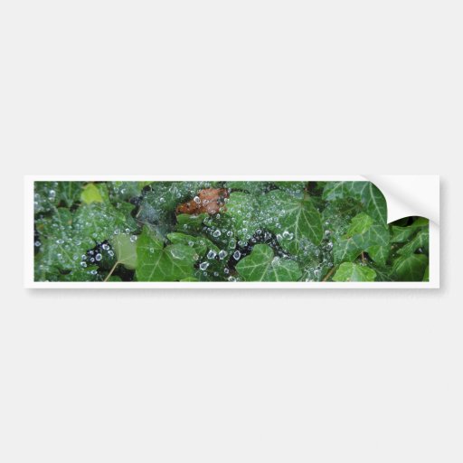 Raindrop Catcher Bumper Sticker