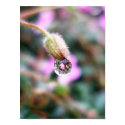 Raindrop Holds Reflection posters