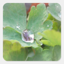 Raindrop on Columbine Leaf Square Sticker
