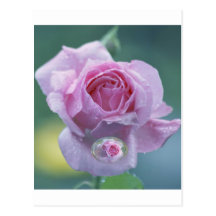 Raindrops are pearls of joy postcard