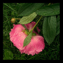 RAINDROPS KEEP FALLING ON MY HEAD posters