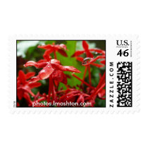 Raindrops On A Red Flower postage