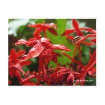 Raindrops On A Red Flower Post Cards