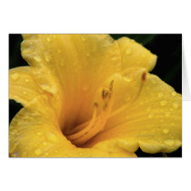 Raindrops on a Yellow Lily cards