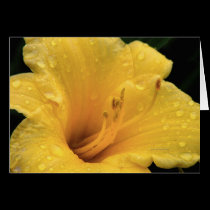 Raindrops on a Yellow Lily cards