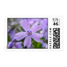 Raindrops On Creeping Phlox Postage