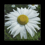 Raindrops on Daisy Magnet