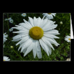 Raindrops on Daisy Note Card