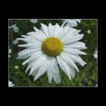Raindrops on Daisy Postcard