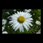 Raindrops on Daisy Poster Print