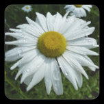 Raindrops on Daisy Sticker