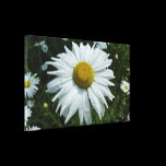 Raindrops on Daisy Stretched Canvas Print