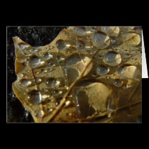 Raindrops on Fallen Leaf Greeting Card