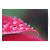 Raindrops on Geranium cards