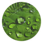 Raindrops on Green Leaf Stickers