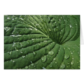 Raindrops on Hosta Leaf Blank Card