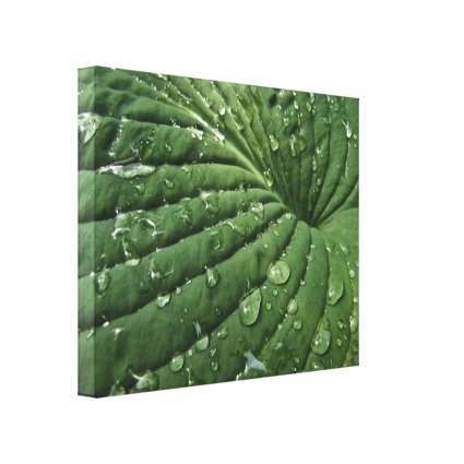 Raindrops on Hosta Leaf Canvas Print