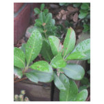 Raindrops on Leaves Flyer