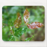 raindrops on leaves mouse pad