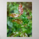 raindrops on leaves poster
