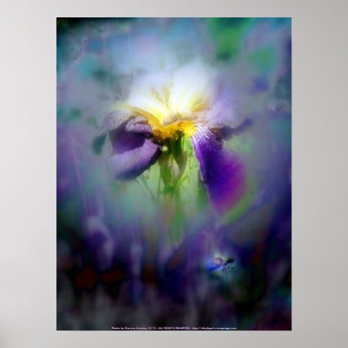 Raindrops on Purple Irises #7, nightshade print