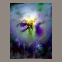Raindrops on Purple Irises #7, nightshade posters