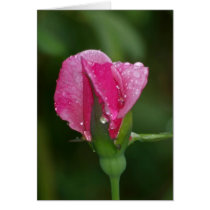 Raindrops on Rosebud 18 cards