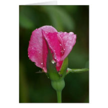 Raindrops on Rosebud 18 Greeting Cards