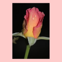 Raindrops on Rosebud Canvas Print posters