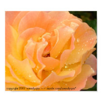 Raindrops on Roses 1 posters