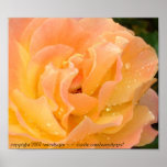 Raindrops on Roses 1 Posters