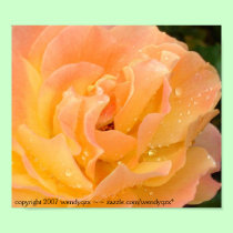 Raindrops on Roses 1 posters