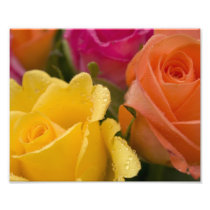 Raindrops on Yellow Orange and Pink Roses