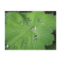 Raindrops postcards