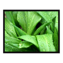 Raindrops posters