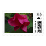Rained Flower III Postage Stamp