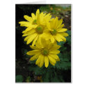 Rainflowers card