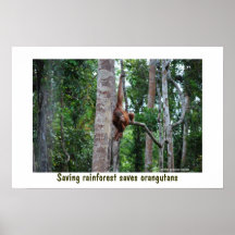 Rainforest and Orangutan Poster