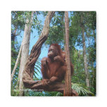 Rainforest Animal Lounging Chair Fridge Magnets