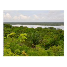 Rainforest Background Postcard