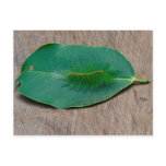 Rainforest Camouflage Postcards