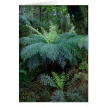 Rainforest Card